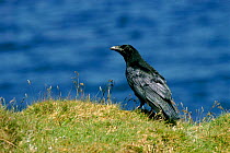Raven (Corvus corax) standing on grassy cliff top. England UK