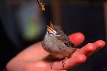 Hand feeding a young Whitethroat chick