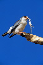 African pygmy falcon (Polihierax semitorquatus) perched with lizard prey, Kalahari Gemsbok / Kgalagadi Transfrontier NP, South Africa