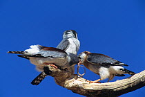 African pygmy falcon (Polihierax semitorquatus) feeding reptile prey to chick,  Kalahari Gemsbok / Kgalagadi Transfrontier NP, South Africa
