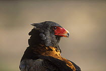 Bateleur eagle {Terathopius ecaudatus} Kgalagadi Transfrontier NP, South Africa