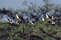 Great grey shrikes displaying and calling in tree, Kenya