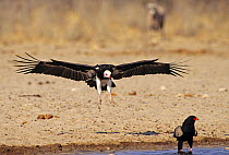White headed vulture landing (Trigonoceps occipitalis) at waterhole, Namibia