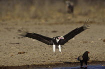 White headed vulture (Trigonoceps occipitalis) landing at waterhole beside Bateleur eagle {Terathopius ecaudatus) Namibia