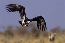 White headed vulture (Trigonoceps occipitalis) in flight, Namibia