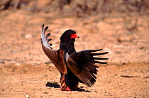 Female bateleur eagle sunning itself, Kalahari Gemsbok National Park, South Africa. Sunning is thought to mobilize parasites so they can be more easily extirpated.