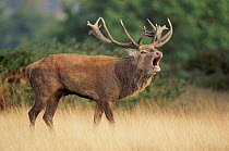 Red deer stag bellowing in rut. Portrait. UK