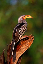 Yellow billed hornbill (Tockus flavirostris) Botswana Moremi WR.