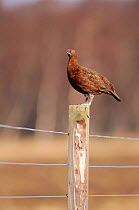 Red grouse male viewing territory from fence post, Scotland