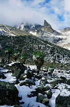 Mount Kenya in snow with Tree groundsel plants, Kenya, East Africa.