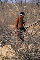 Kalahari Bushman tracking. Bushmanland, Namibia Southern Africa