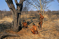 Kalahari Bushmen rest from tracking to dig for roots. Namibia