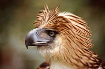 Monkey eating (Philippine) eagle head portrait