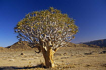 Quiver tree (Aloe dichotoma), Richtersveld, South Africa