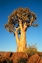 Quiver tree (Aloe dichotoma) Richtersveld, S. Africa.