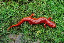 Northern red salamander, USA (Pseudotriton ruber ruber)