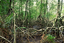 Interior of Mangrove forest, Dikolo, Cameroon, West Africa