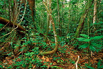 Rainforest understorey, lianas. Iwokrama, Guyana, S. America