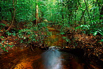 Black water stream in rainforest, Burro Burro River, Guyana, South America
