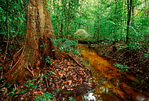 Black water stream in rainforest Burro Burro River, Guyana, South America