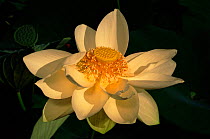 American lotus (Nelumbo lutea) USA water lily
