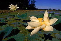 American lotus (Nelumbo lutea) -  water lily