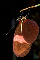 Heliconius butterfly at night roost, Guyana, S. America