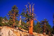 Western junipers (Juniperus occidentalis) Yosemite NP, USA