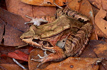 Smokey jungle frog (Leptodactylus pentadactylus) rainforest leaf litter, Guyana, South America