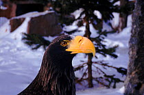 Steller's sea eagle head portrait