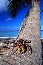 Coconut crab (Bigrus latro) on tree trunk, Aldabra, Seychelles.