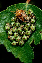 Parent bug with young nymphs on birch leaf, UK