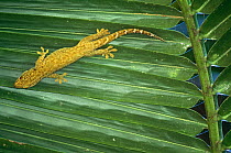 Bronze gecko (Ailuronyx seychellensis) Valle de Mai World Heritage Site, Praslin, Seychelles