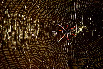 Nephila spider on backlit web, Ankarana Special Reserve, Madagascar
