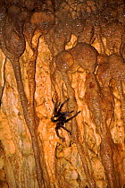 Cave dwelling spider in bat cave (Eumemophoriinae) Madagascar, Ankarana Reserve