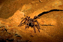 Cave dwelling spider in bat cave (Eumemophoriinae) Madagascar Ankarana Reserve