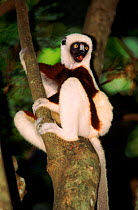 Coquerel's sifaka calling in tree. Madagascar, Ankarafantsika Reserve