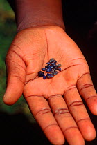Sapphire miner holds sapphires found nr Ankarana SR. Madagascar