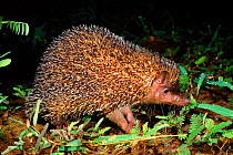 Large Madagascar hedgehog, Ankarana, Madagascar
