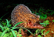 Large Madagascar hedgehog, Ankarana Reserve, Madagascar