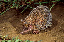 Large Madagascar hedgehog. Ankarana SR, Madagascar