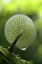 Porcelain fungus Oudemansiella mucida) Sussex UK