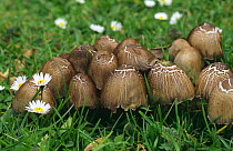 Common ink cap growing on lawn (Coprinus atramentarius) England