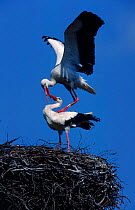 White storks about to mate on nest. Germany