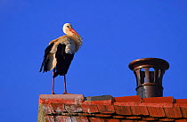White stork on roof top, Germany