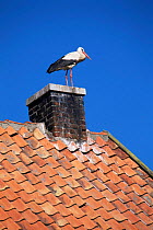White stork {Ciconia ciconia} on chimney stack Podlasie, Poland.