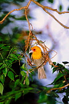 Male Sakalava weaver building nest, Ankarana Reserve, Madagascar