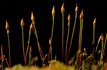 Sphagnum moss (Sphagnum sp.), spore capsules Scotland Inversnaid, Argyll.