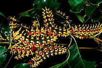Silk moth caterpillars, Ankarana special reserve, Madagascar
