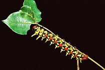 Caterpillar larva of Silk moth (Antheraea swaka) Ankarana special reserve, Madagascar